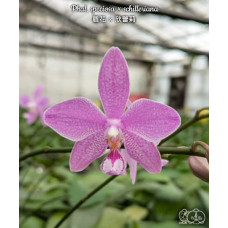 Phal. Speciosa × Schilleriana
