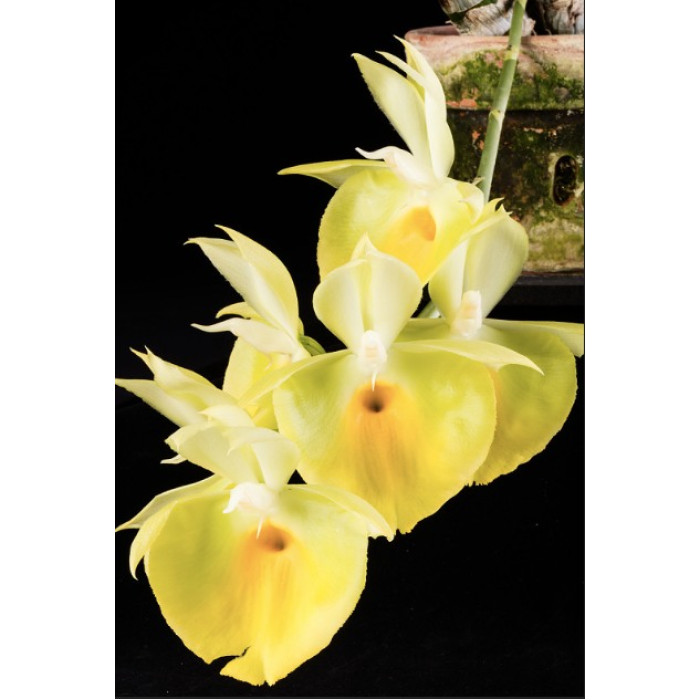 Катасетум (Pileatum)