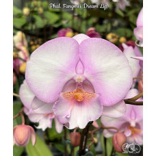 Phal. Fangmei Dream Lip big lip