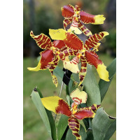 Ros. Rawdon Jester Great Bee Ros. Rawdon Jester Great Bee