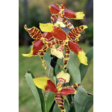 Ros. Rawdon Jester Great Bee