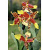 Онцидиум (Rossioglossum Rawdon Jester Great Bee) Онцидиум (Rossioglossum Rawdon Jester Great Bee)