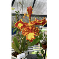 Psychp. Mariposa Special Psychp. Mariposa Special