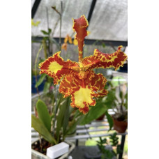 Psychp. Mariposa Special