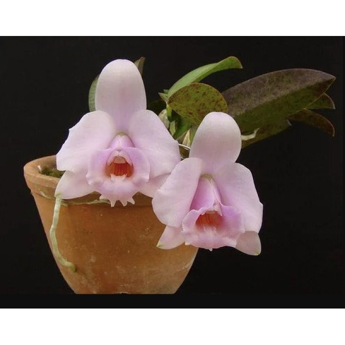 Каттлея (Laelia Alaorii)