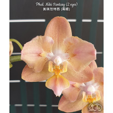 Phal. Miki Fantasy метелик