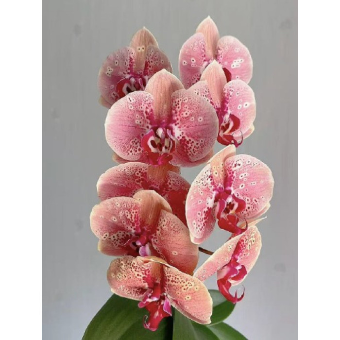 Фаленопсис (Seattle) Фаленопсис (Seattle)