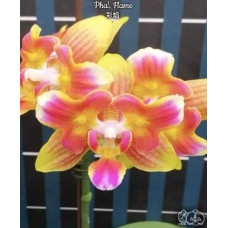 Phal. Flame метелик