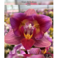 Phal. Night Moon метелик