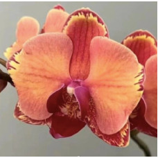 Phal. First Light Phal. First Light