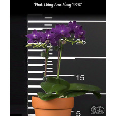 Phal. Ching Ann Mary 1830