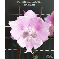 Phal. Miki Super Robin Pink біг ліп метелик 