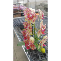 Phal. I-Hsin Spot Leopard метелик