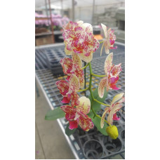 Phal. I-Hsin Spot Leopard метелик