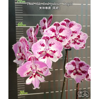 Phal. Miki Lord бабочка big lip