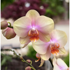 Phal. Long Pride Passionata