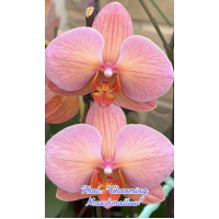 Phal. Charming Marshmallow Phal. Charming Marshmallow
