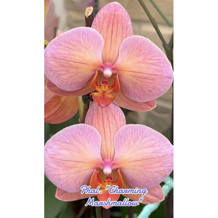 Фаленопсис (Charming Marshmallow) Фаленопсис (Charming Marshmallow)