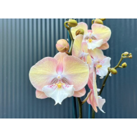 Phal. Good Times биг лип Phal. Good Times биг лип