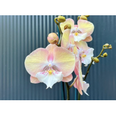 Phal. Good Times биг лип