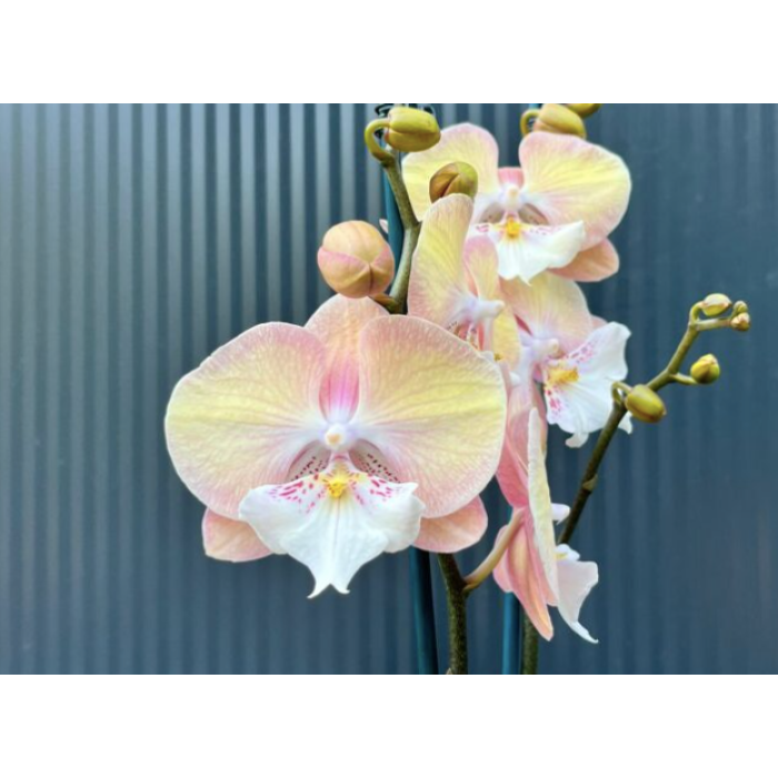 Фаленопсис (Good Times big lip) Фаленопсис (Good Times big lip)