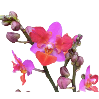 Phal. Lius Triprince Pink бабочка Phal. Lius Triprince Pink бабочка