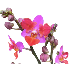 Phal. Lius Triprince Pink бабочка