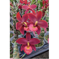 Cyc. Taiwan Black Pearl