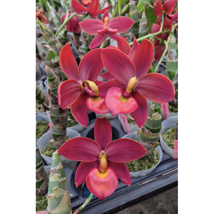 Катасетум (Taiwan Black Pearl)