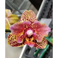 Phal. Lucky Leopard 3484 бабочка