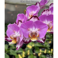 Phal. Black Batman бабочка