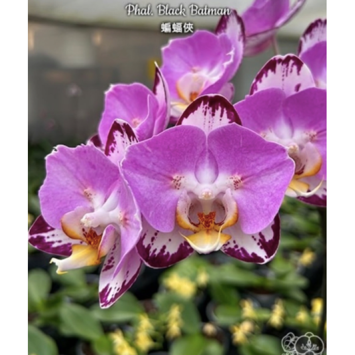 Фаленопсис (Black Batman бабочка)