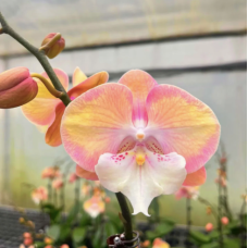 Phal. Good Times биг лип