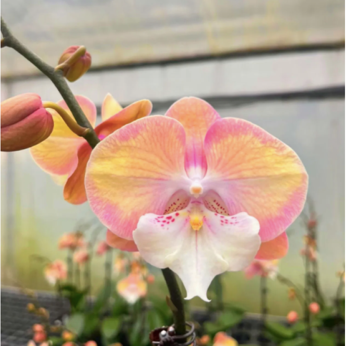 Фаленопсис (Good Times big lip)