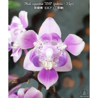 Phal. Equestris 3317 3 Lips