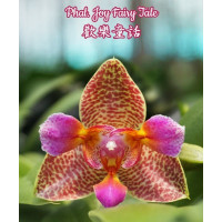 Phal. Joy Fairy Tale 3 Lips