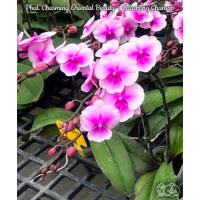 Phal. Charming Oriental Beauty × Charming Chanson
