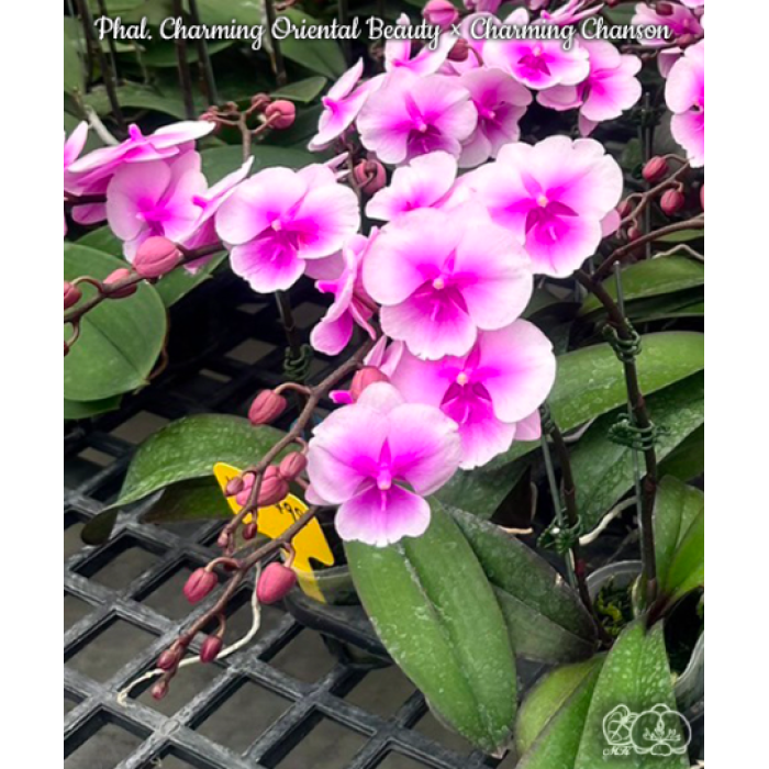 Фаленопсис (Charming Oriental Beauty × Charming Chanson)