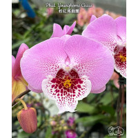 Phal. Younghome Circus 