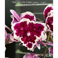 Phal. Miki Pink Panther біг ліп метелик Phal. Miki Pink Panther біг ліп метелик