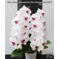 Phal. Unimax Wonderland Clone Wonderland CL155