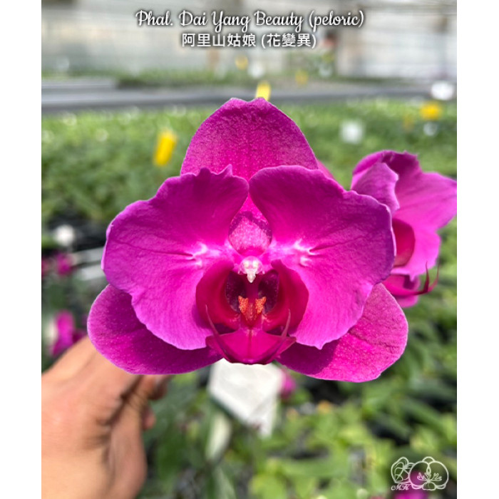 Фаленопсис (Dai Yang Beauty метелик)