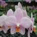 Фаленопсис (Gigantea Jumbo Orchids × Aphrodite subsp. Formosana Jumbo Orchids)