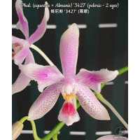 Phal. ((Equestris × Almanis) 3427) метелик