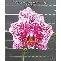 Phal. Charming Leopard метелик