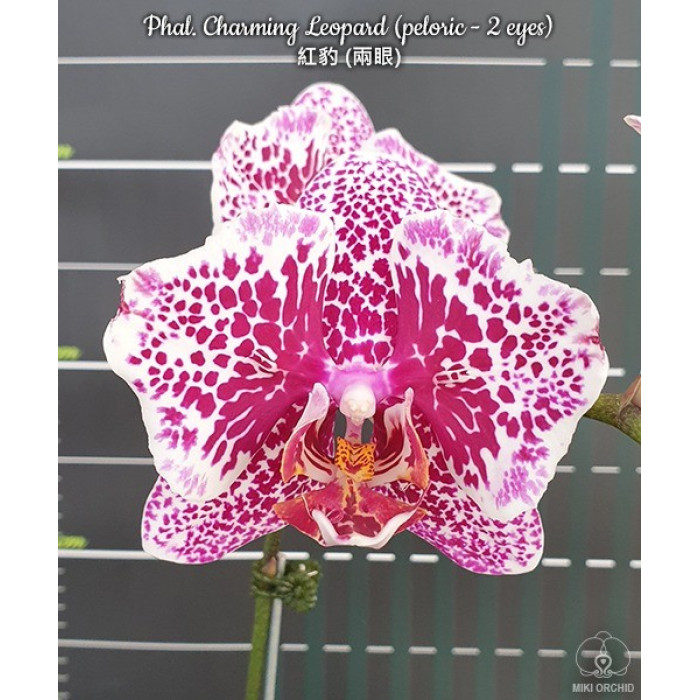 Фаленопсис Чармінг Леопард (Charming Leopard метелик)