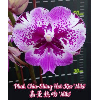 Phal. Chia-Shing Hot Kiss Miki big lip