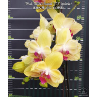 Phal. Fullers Sunset 647 бабулетка