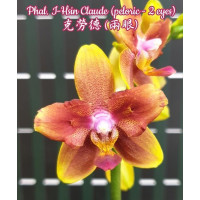 Phal. I-Hsin Claude метелик
