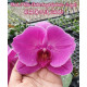 Phal. I-Hsin Violet Angel бабочка